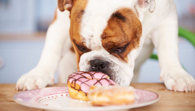 Can Dogs Eat Donuts featured image