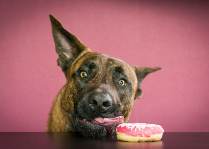 Can Dogs Eat Donuts