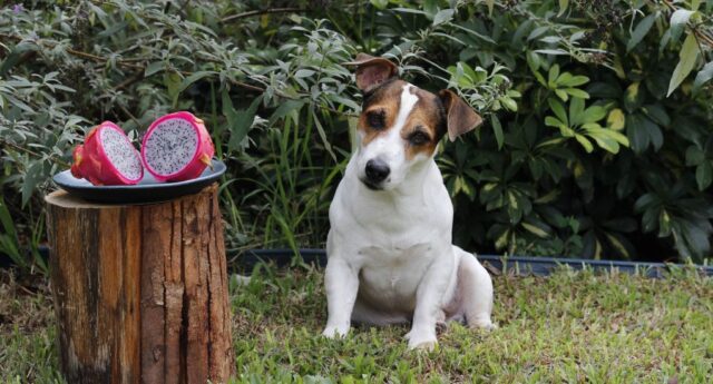 Can Dogs Eat Dragon Fruit Featured Image