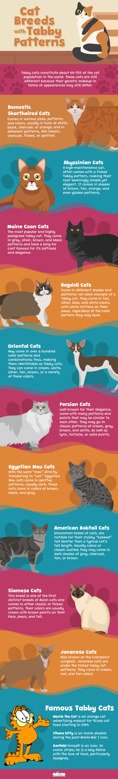 Cat Breeds with Tabby Patterns - Infographics #2