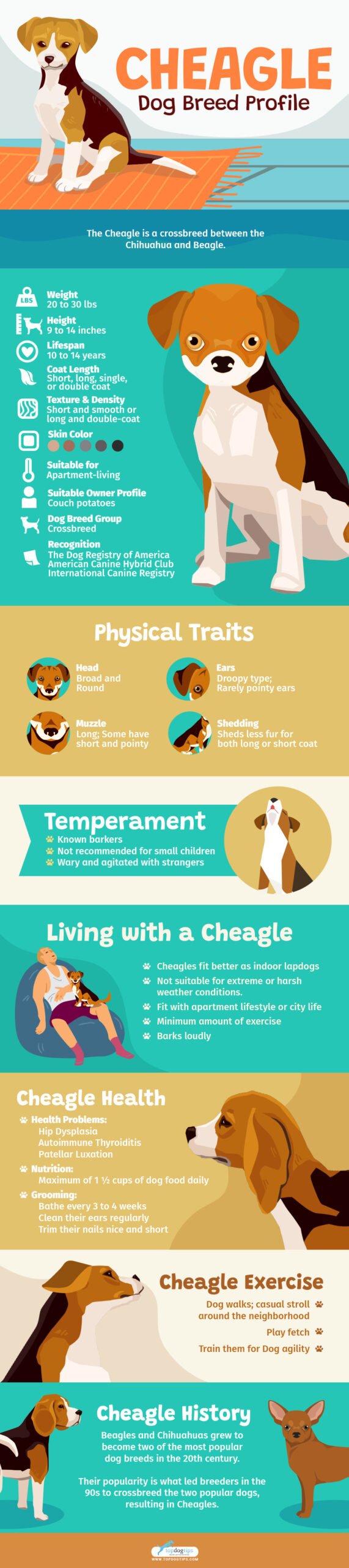 Cheagle Dog Breed Profile - Infographics