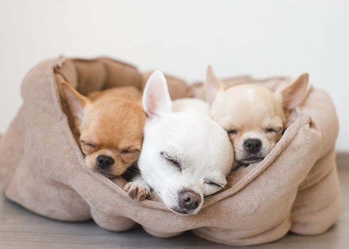 Chihuahuas