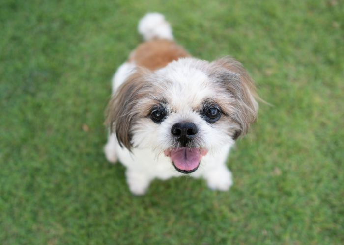 Chinese Imperial Dog Breed