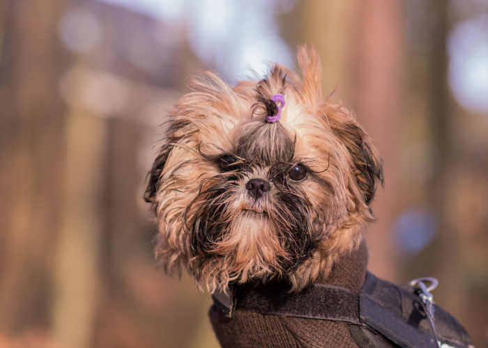 Chinese Imperial Puppy