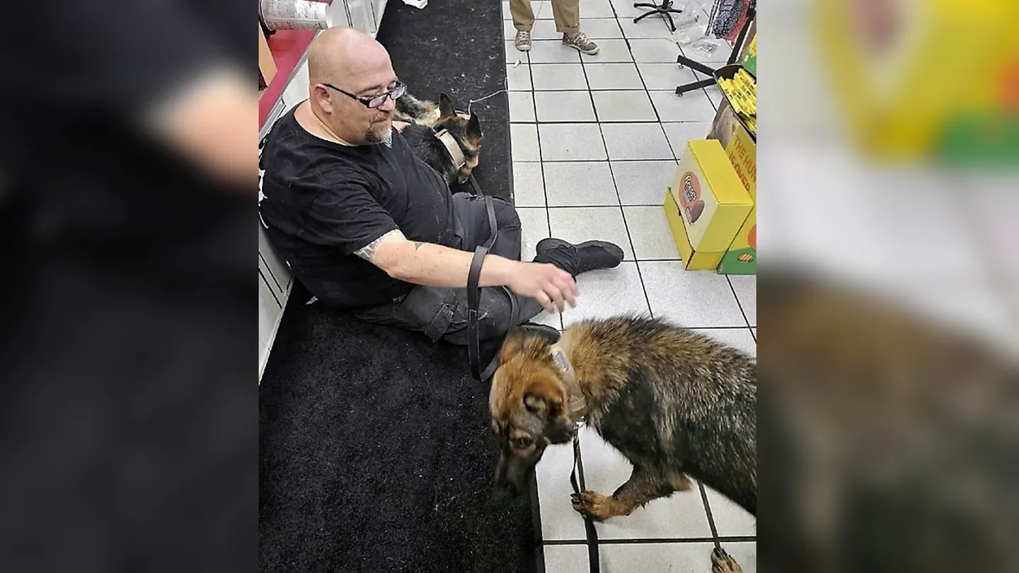 Civilians helped revive German Shepherd police dogs suffering from heatstroke in an Indiana convenience store | Photo courtesy: Humane Society of Hobart via AP