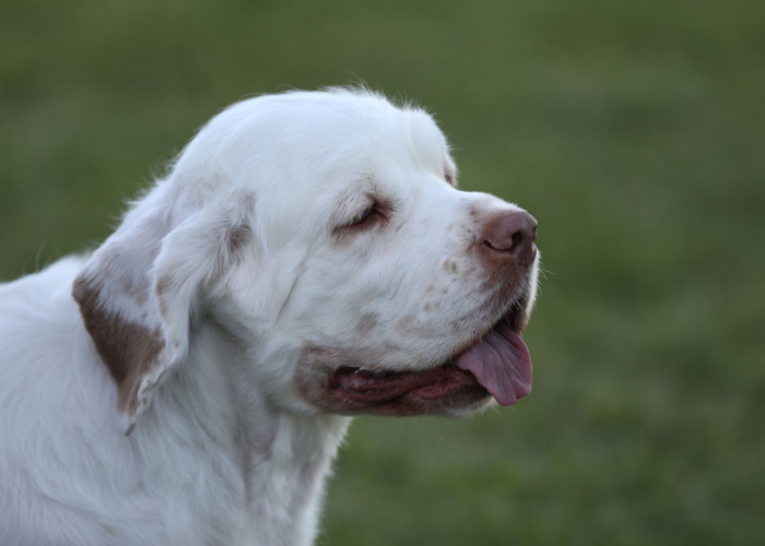 Clumber Spaniel Close up portrait