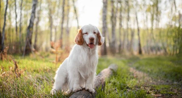 Clumber Spaniel Dog Breed Profile Featured Image