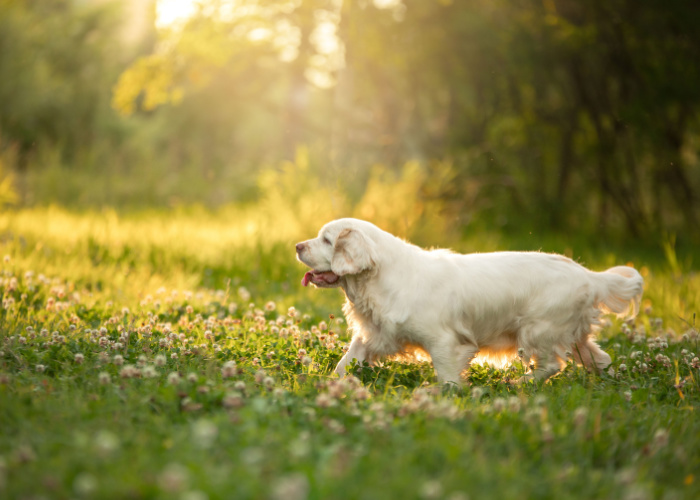 Clumber Spaniel Outside