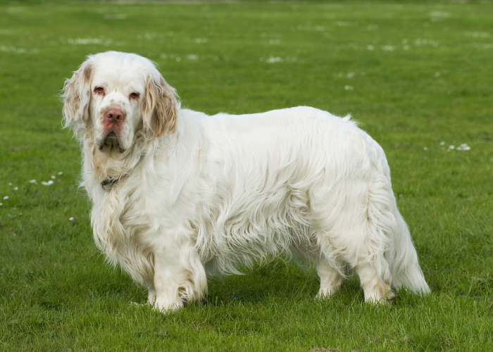 Clumber Spaniel Physical Characteristics