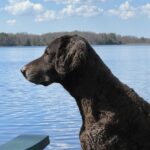 Curly Coated Retriever Soft Maple Kennels logo