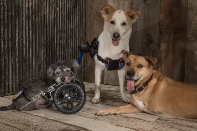 Cyrus, Lucky, and Deuce | Image courtesy: Domenick Scudera via Daily Paws