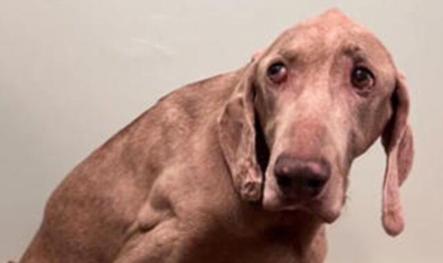 Dax the senior dog surrendered by its owners