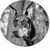 The Dobermans Den logo