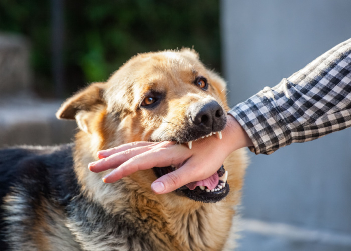 Dog Bites More Common in Hot Weather