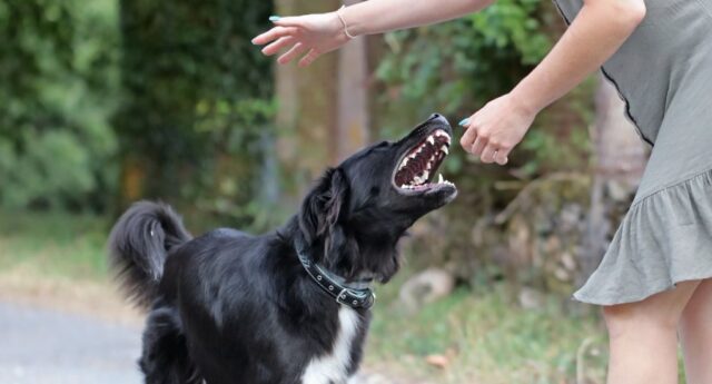 Dog Bites More Common on Hot and Polluted Days Featured Image