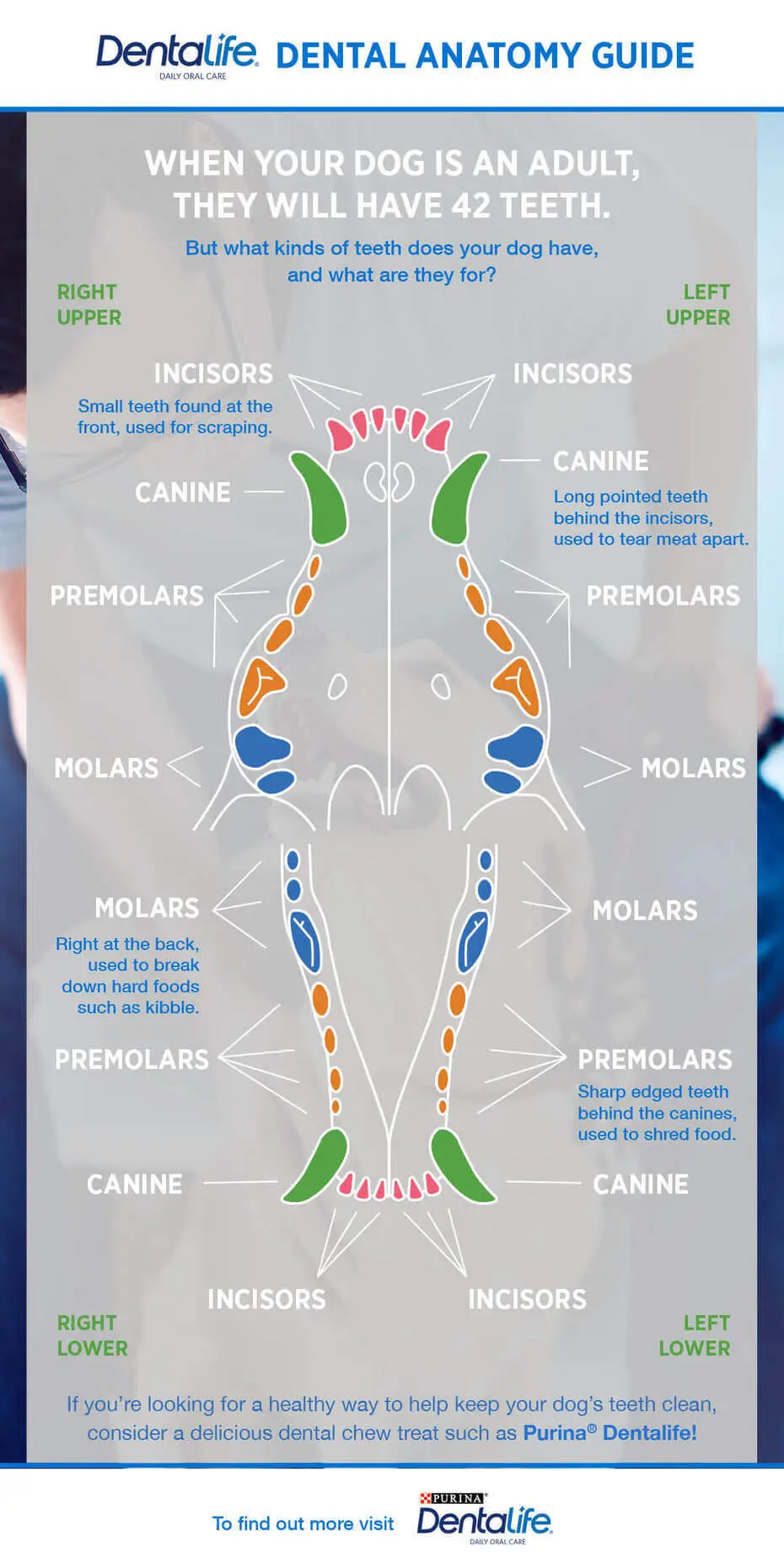 Dog Dental Charts Purina