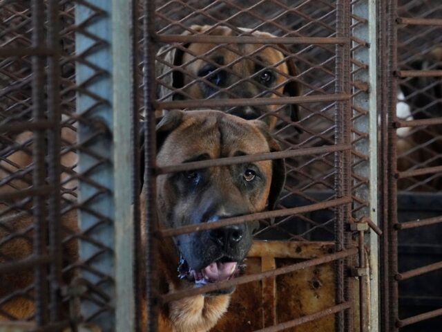 Dog Meat Farm in South Korea (Image by Ahn Young-joon/AP Photo)