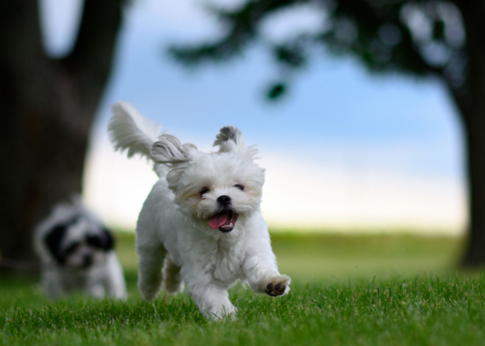 Dog Running in Ohio