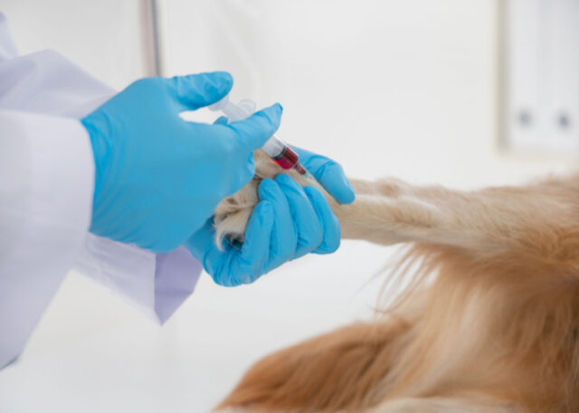 Dog having his blood drawn for donation