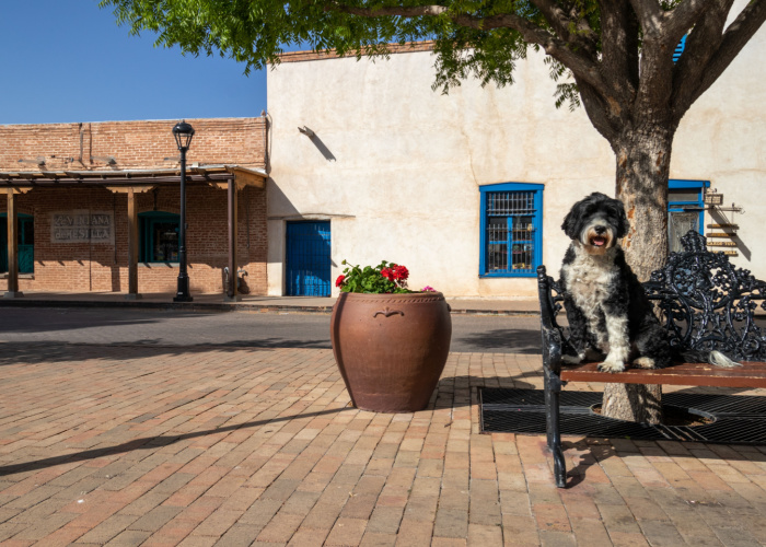 Dog on a park bench in the town square in Mesilla New Mexico