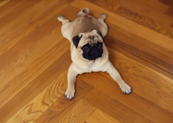 Dog scratching or digging floor