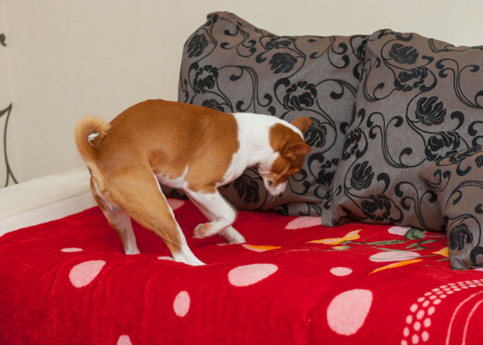 Dog scratching or digging sofa