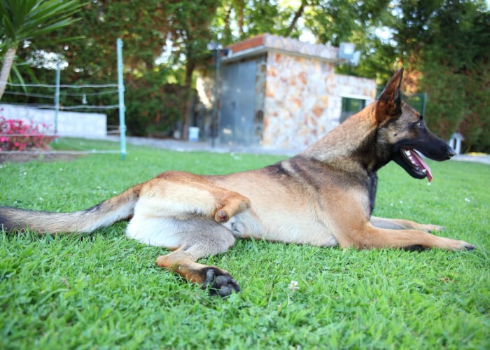 Dog with Amputated Paw