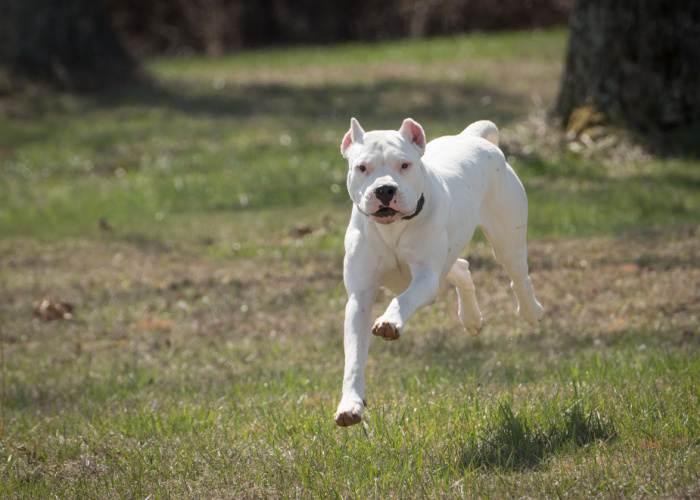 Dogo Argentino Physical Traits