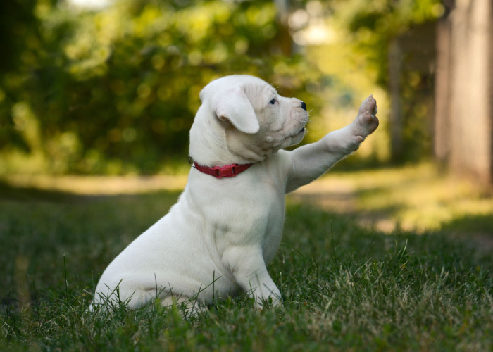 Dogo Argentino Puppy