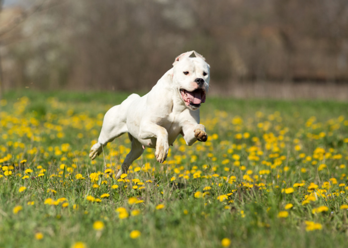 Dogo Argentino running