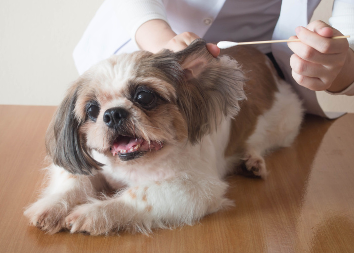 Ear Cleaning a Shih Tzu