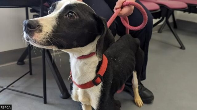 Emaciated Pup Found in South Yorkshire Makes ‘Promising Progress’ Says RSPCA