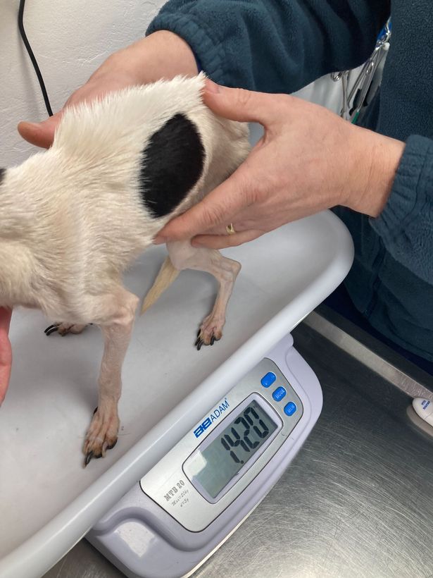 Emaciated dog being weighed and was close to death Image by: RSPCA