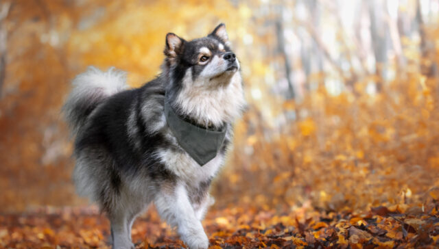 Finnish Lapphund