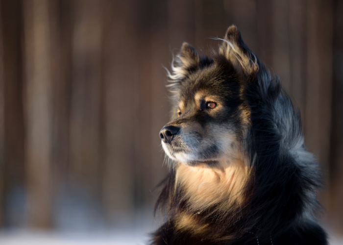 Finnish Lapphund dog personality