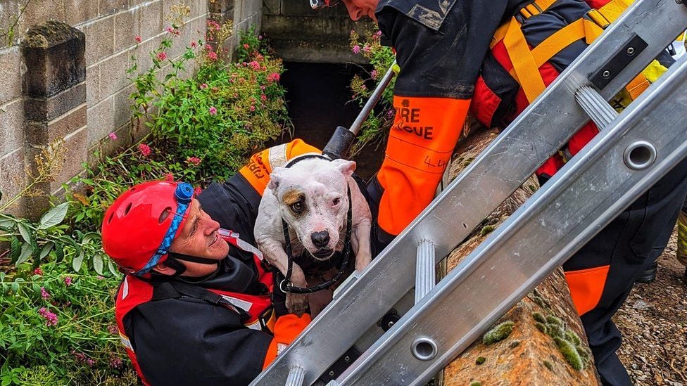 Fire Crew Rescuing Dog Image by Leicestershire Fire and Rescue Service