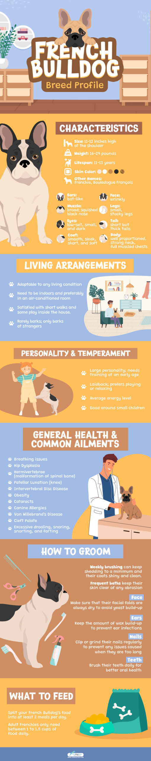 French Bulldog Breed Profile Infographic