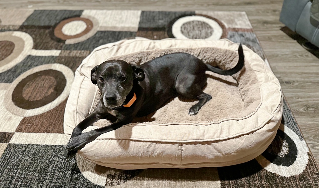 Funny Fuzzy Donut Dog Bed Review