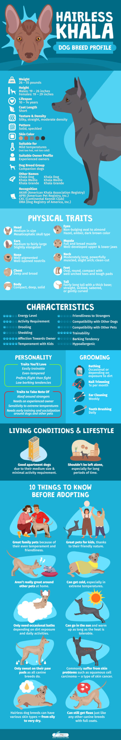 Hairless Khala Dog Breed Profile - Infographics