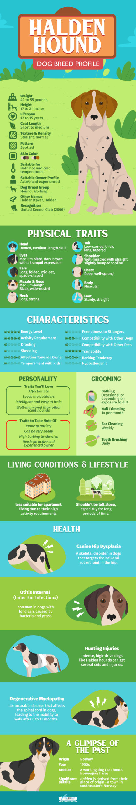 Halden Hound Dog Breed Profile Infographic