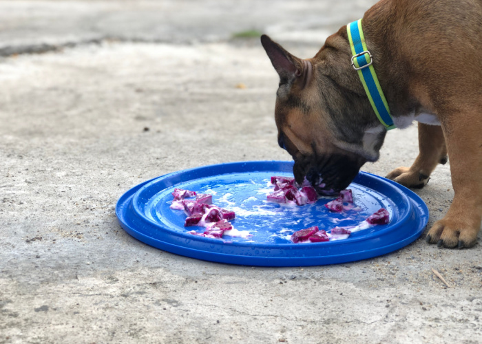 Health Benefits of Dragon Fruits in Dogs