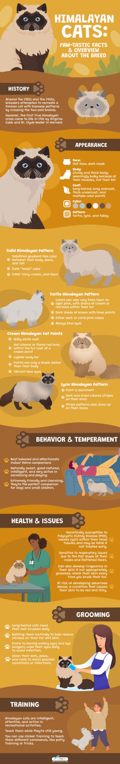 Himalayan Cat Breed Profile Infograph