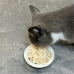 Homemade Cat Food for Senior Cats