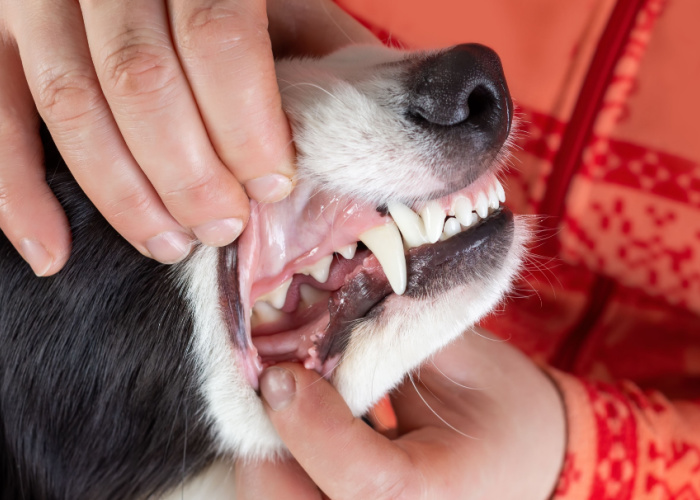 How Many Teeth Do Dogs Have