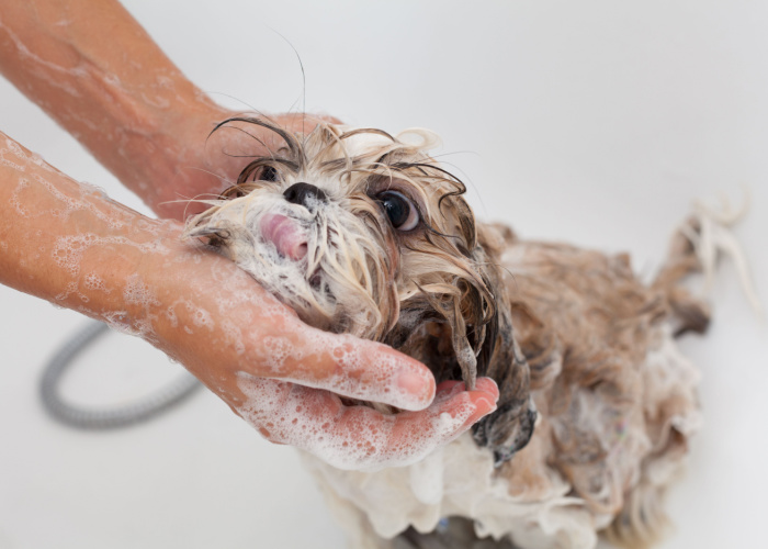 How To Groom A Shih Tzu Bathing a Shih Tzu