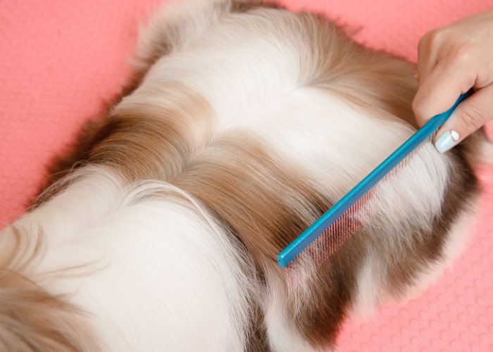 How To Groom A Shih Tzu: Brushing Your Shih Tzu