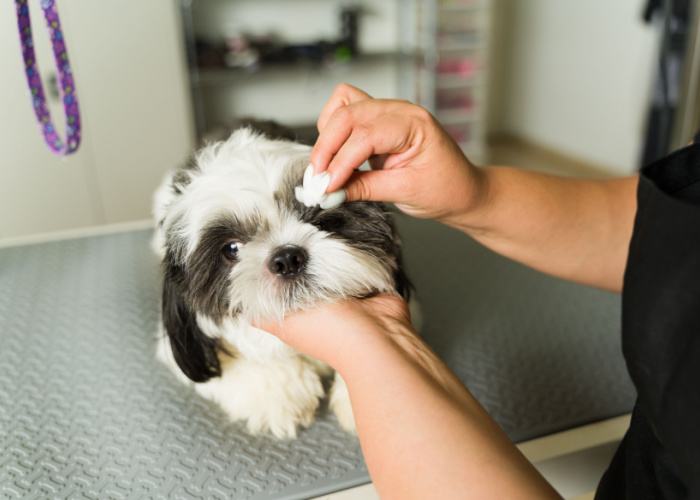 How To Groom A Shih Tzu Eye Cleaning