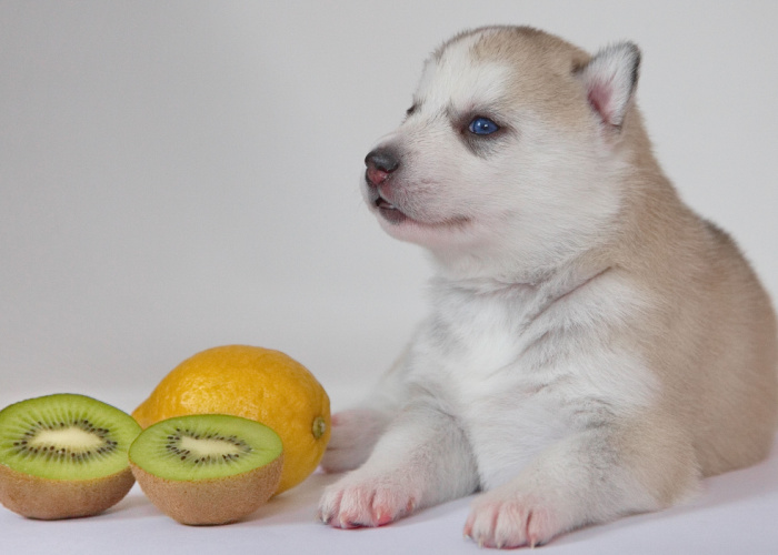 How To Serve Kiwi To Dogs