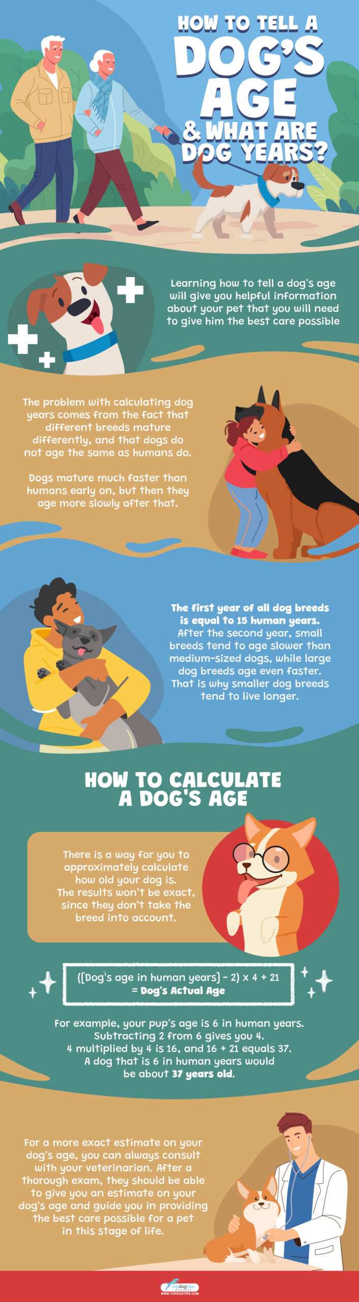 How To Tell A Dog’s Age and What Are Dog Years Infographic