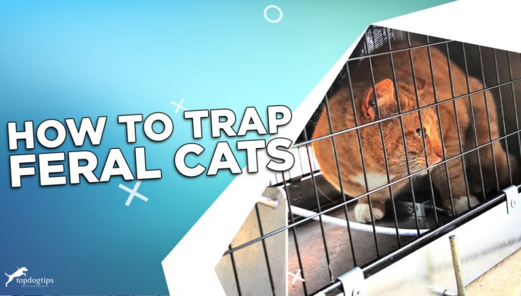 How To Trap Feral Cats